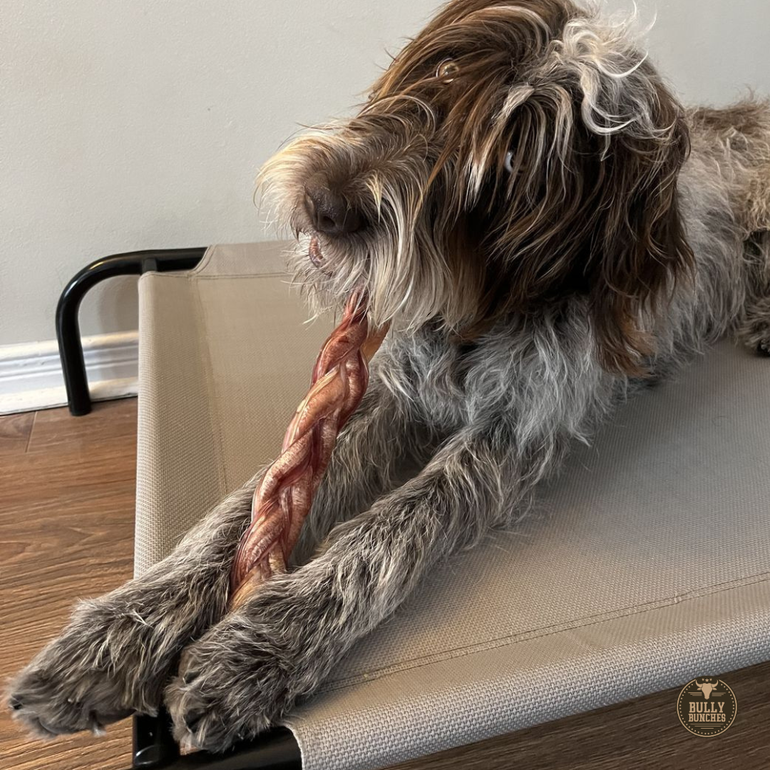 12 Inch Jumbo Braided Bully Stick by Bully Bunches