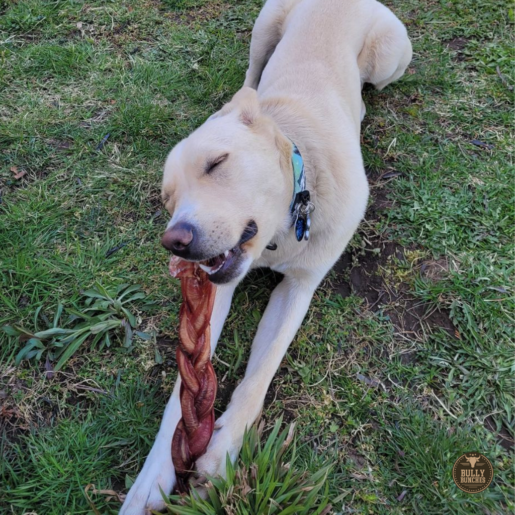 12 Inch Jumbo Braided Bully Stick by Bully Bunches