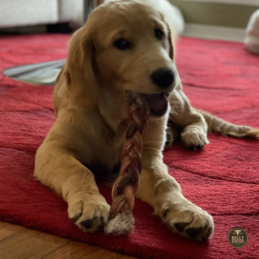 12 Inch Jumbo Braided Bully Stick by Bully Bunches
