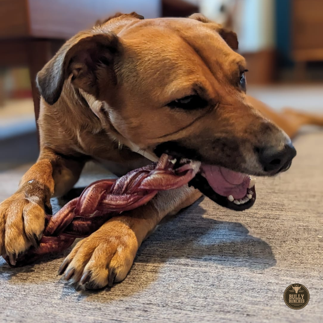 12 Inch Monster Braided Bully Stick by Bully Bunches