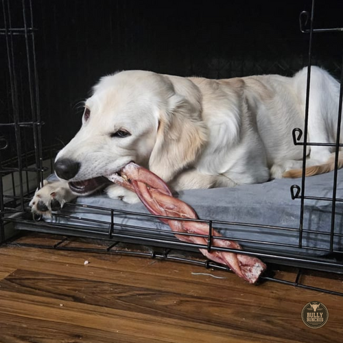 12 Inch Monster Braided Bully Stick by Bully Bunches