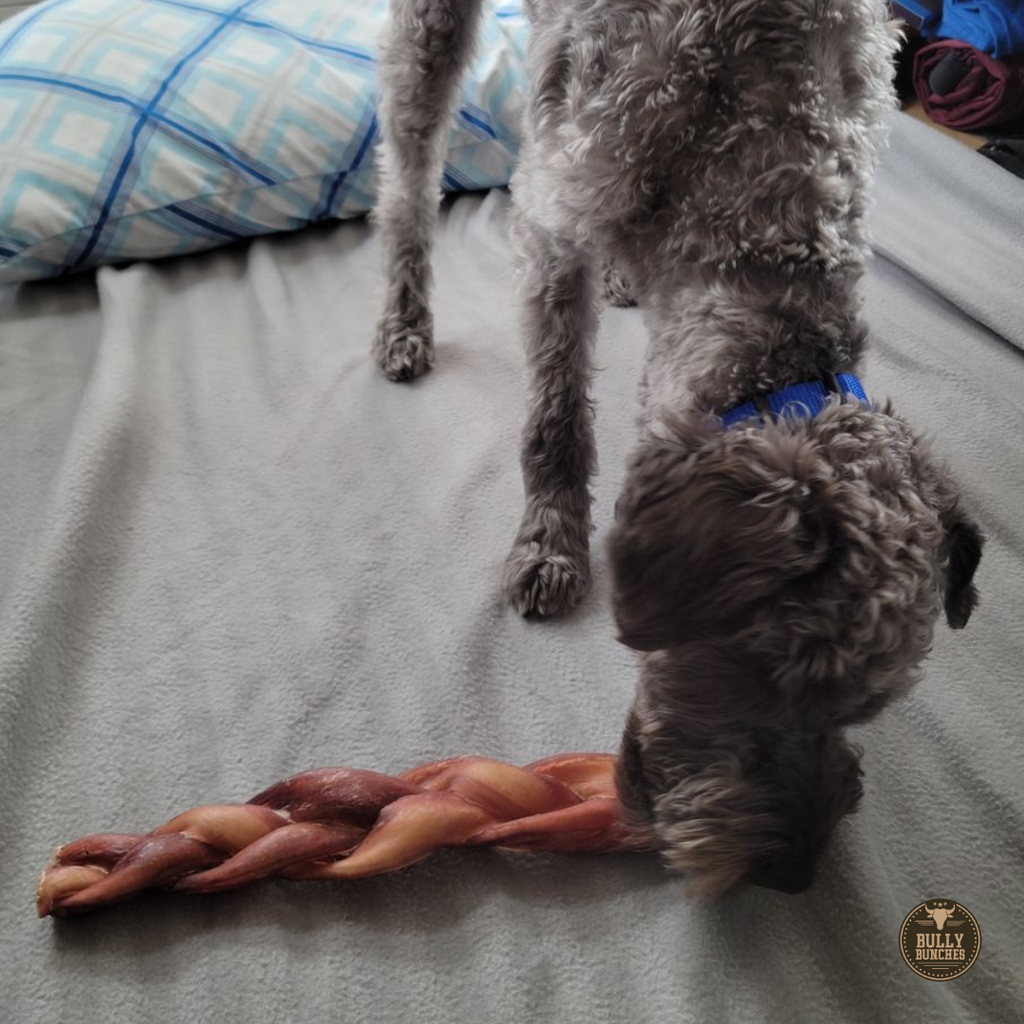 12 Inch Monster Braided Bully Stick by Bully Bunches