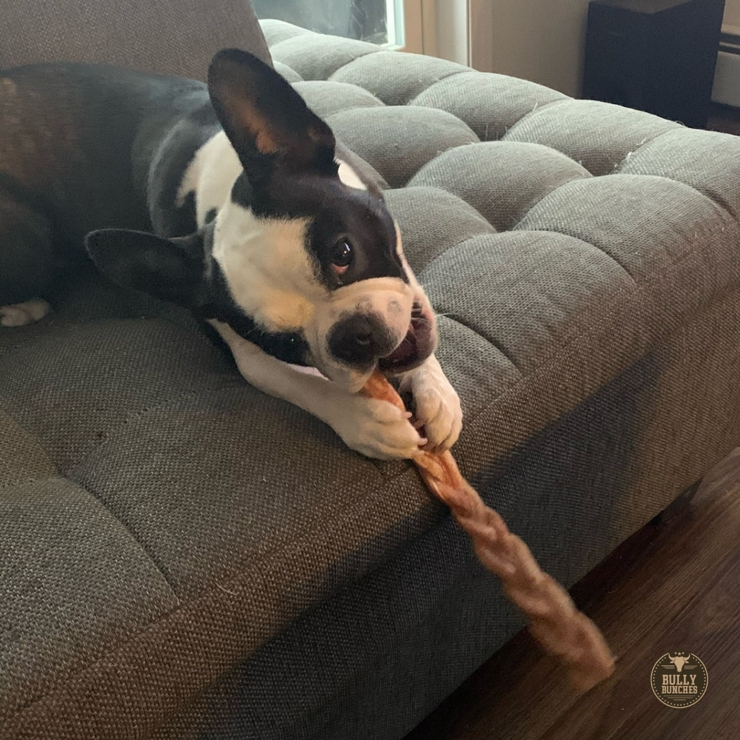 12 Inch Standard Braided Bully Stick by Bully Bunches