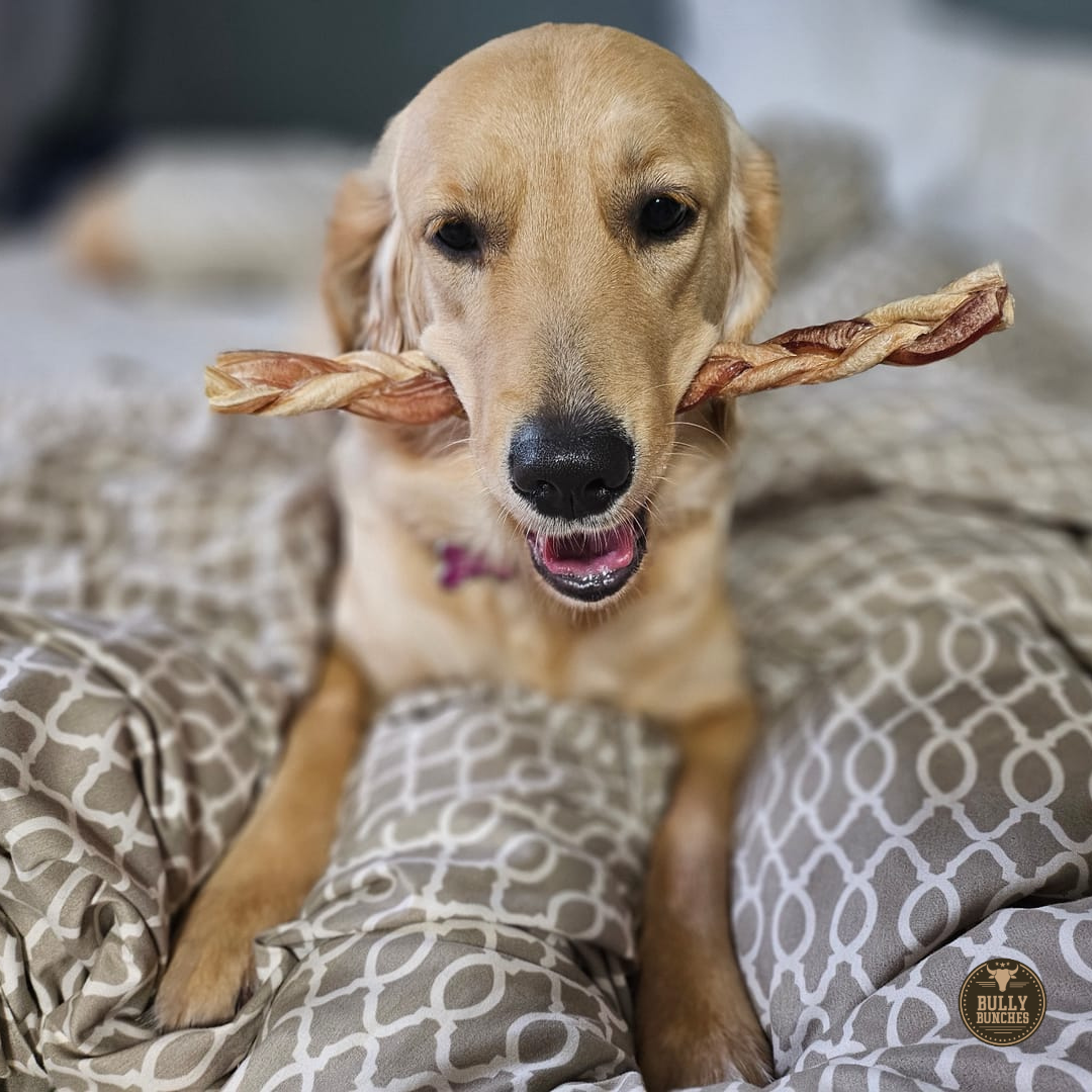 12 Inch Standard Braided Bully Stick by Bully Bunches