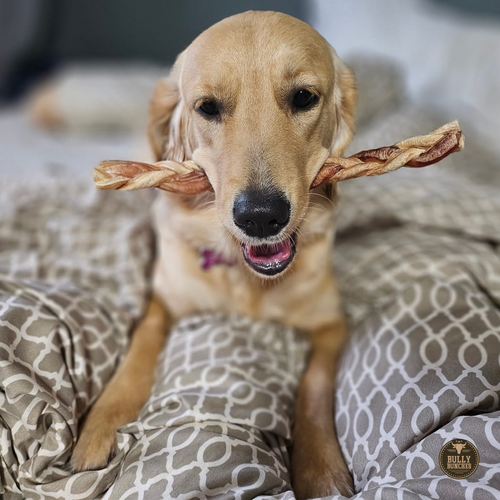 12 Inch Standard Braided Bully Stick by Bully Bunches