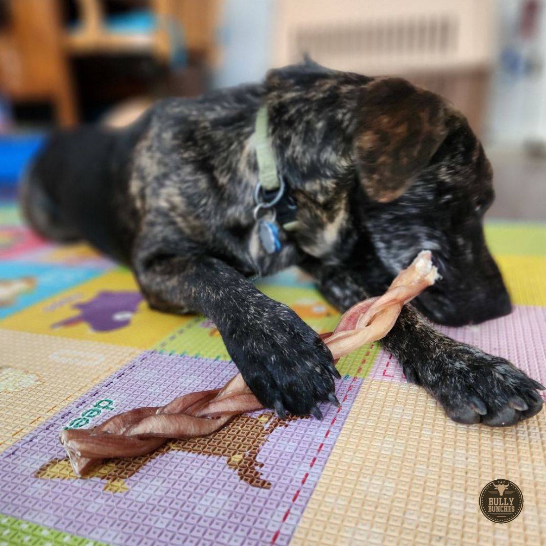12 Inch Standard Braided Bully Stick by Bully Bunches