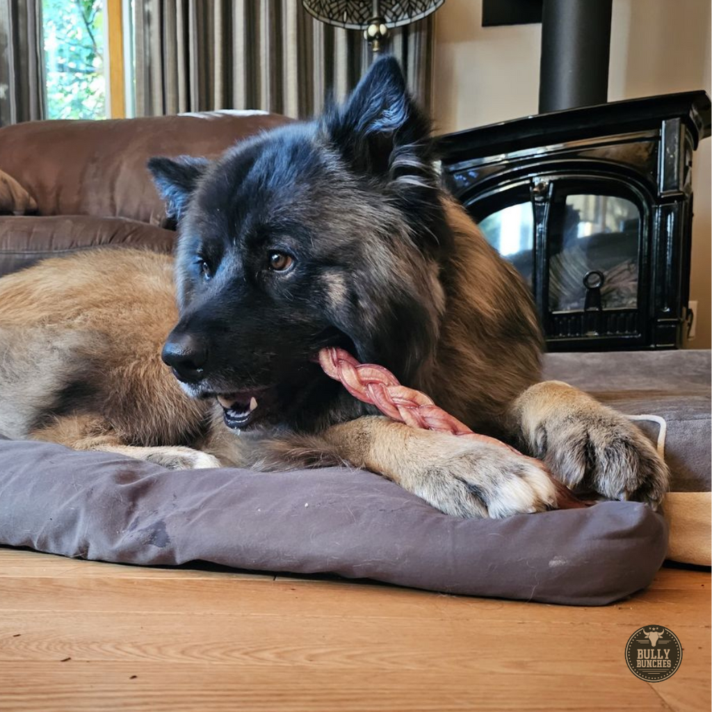 12 Inch Thick Braided Bully Stick by Bully Bunches