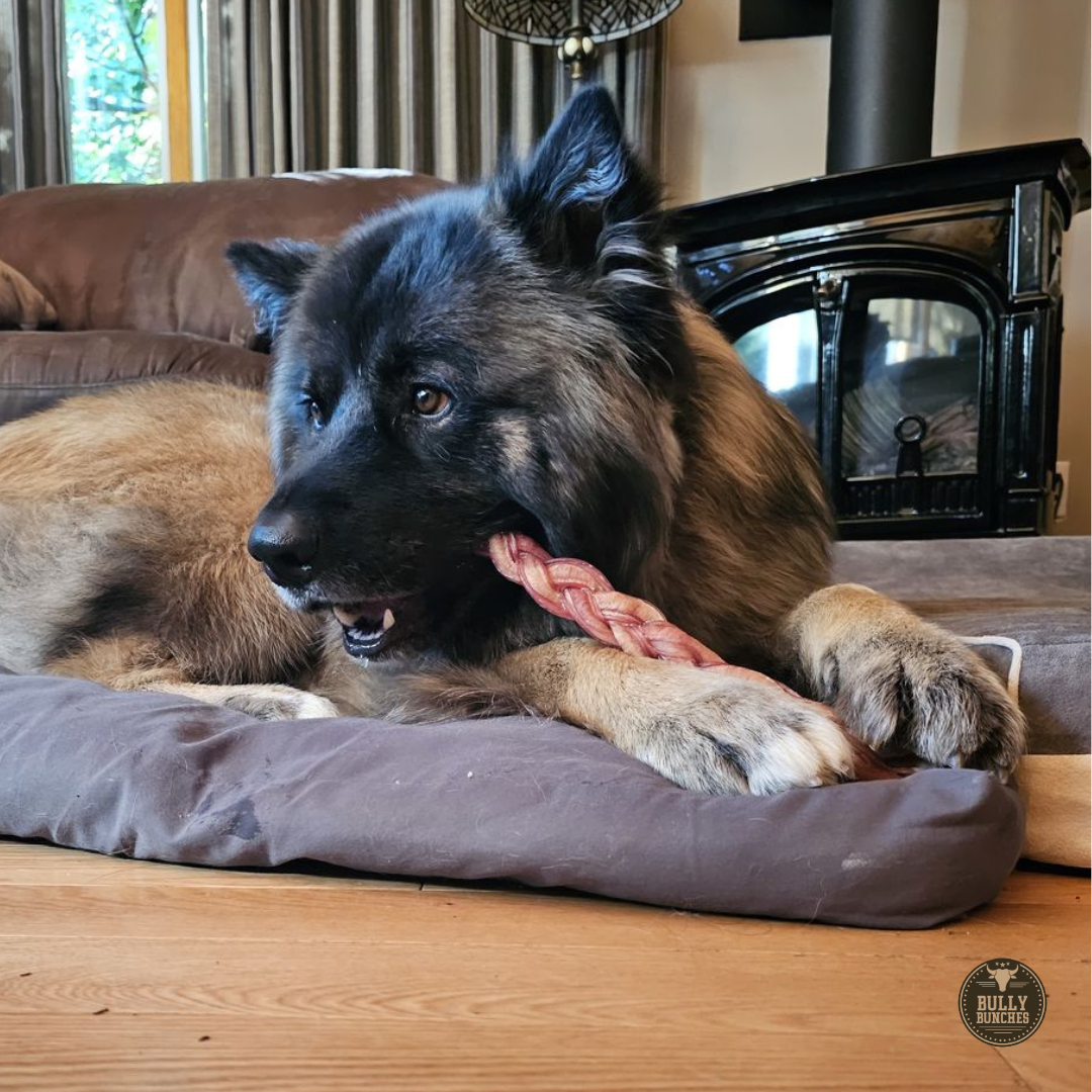 12 Inch Thick Braided Bully Stick by Bully Bunches