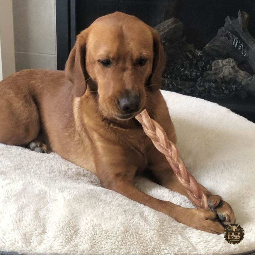 12 Inch Thick Braided Bully Stick by Bully Bunches