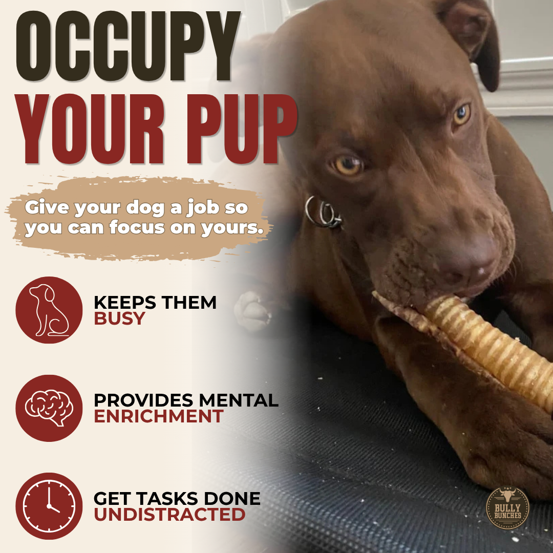 12 Inch Beef Trachea by Bully Bunches