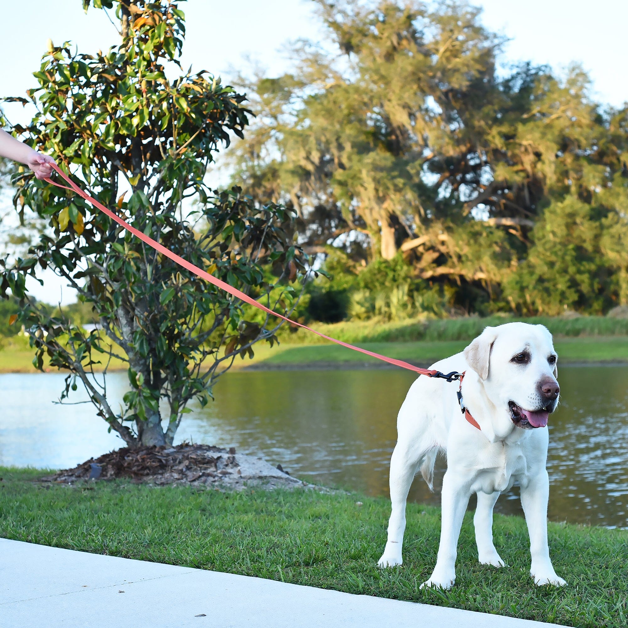 Biothane Waterproof Traffic Lead for Dogs, 2 ft