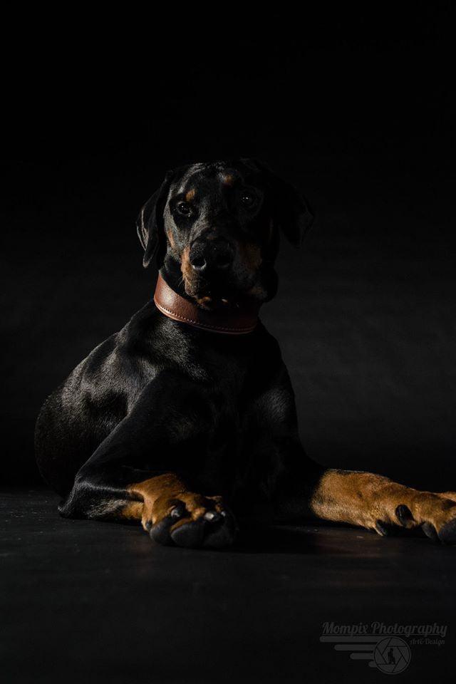 Plain "Style" collar brown by Bestia Dog Gear