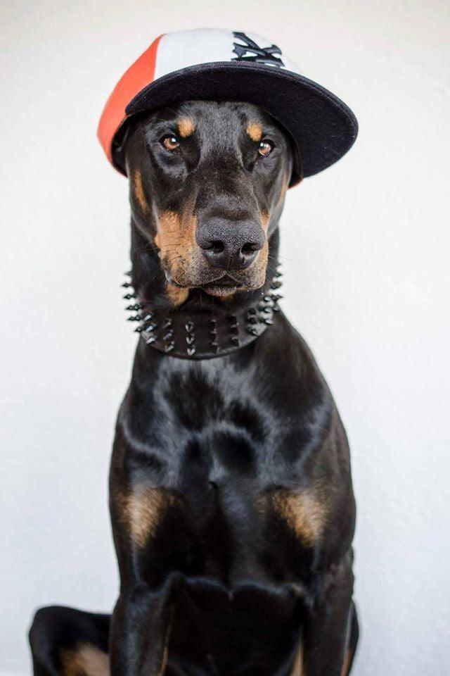''Black Giant'' collar by Bestia Dog Gear