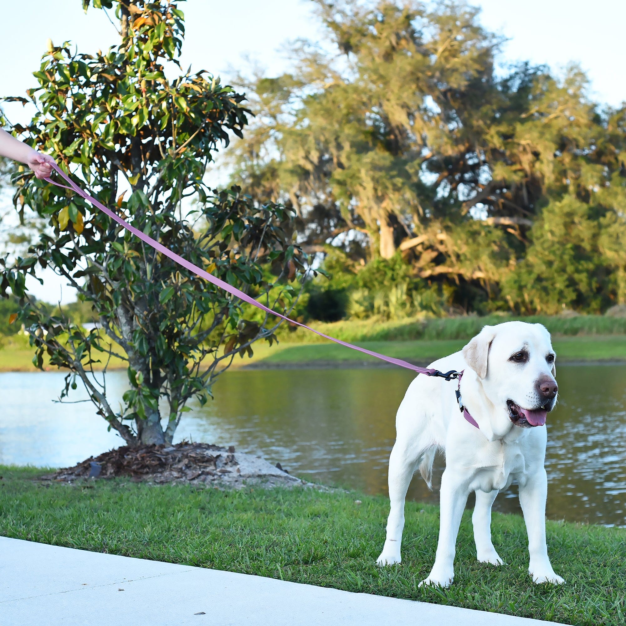 Biothane Waterproof Dog Leash, 4 ft by Dogline