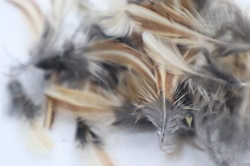 Rooster Feathers for Fly-Fishing or Crafts from Quail by Quailz.com by Undique LLC
