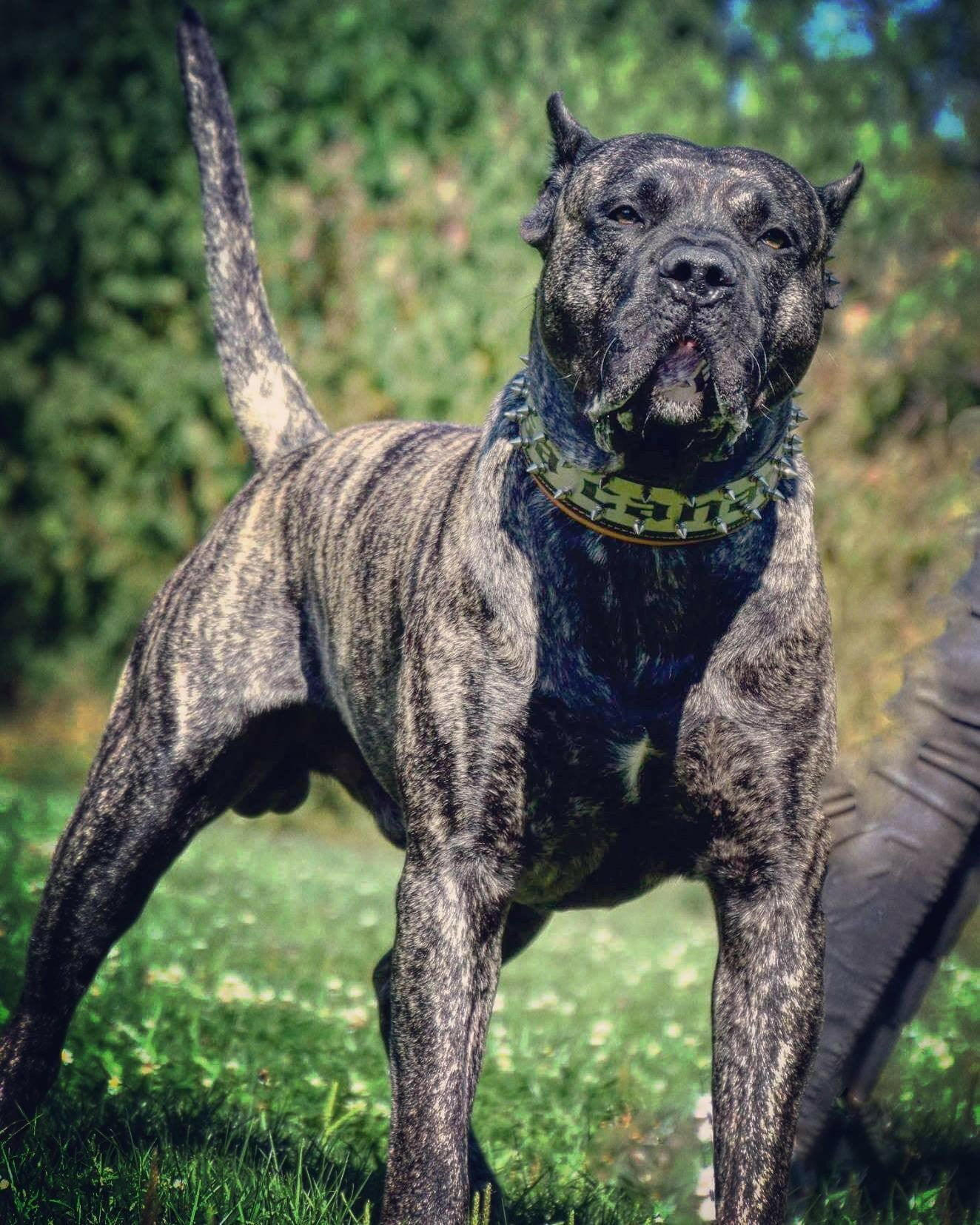 The "Metal" collar- personalized! by Bestia Dog Gear