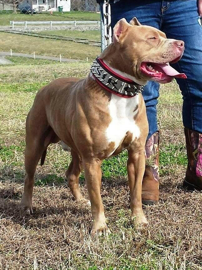 The "Metal" collar- personalized! by Bestia Dog Gear