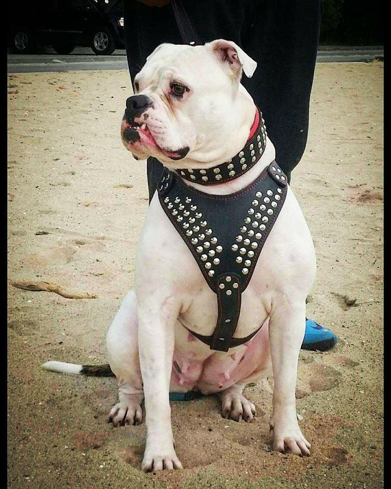 "Star" harness by Bestia Dog Gear