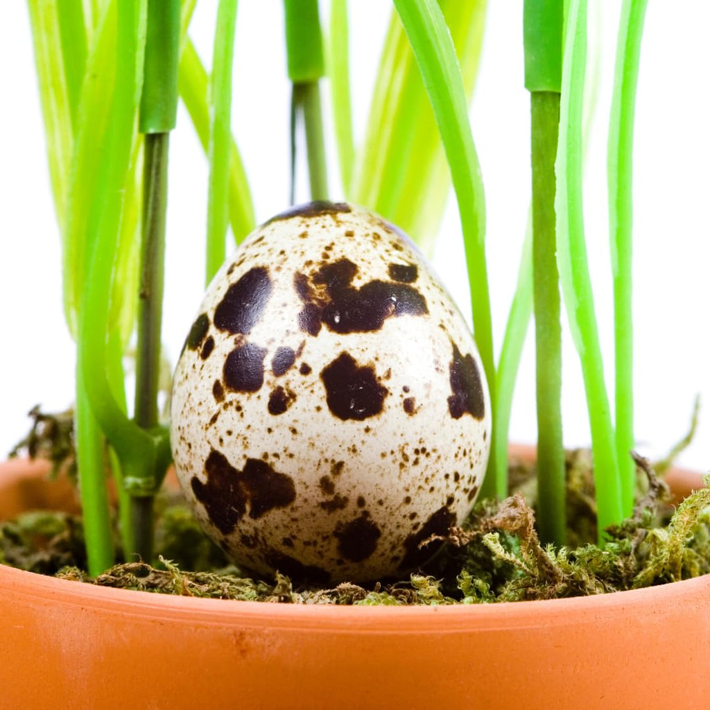 Empty Whole Eggshells Quail Eggs Hollowed - Set of 10 Cleaned Hollow Quail Eggs Perfect for Crafting and Decoration by Quailz.com by Undique LLC