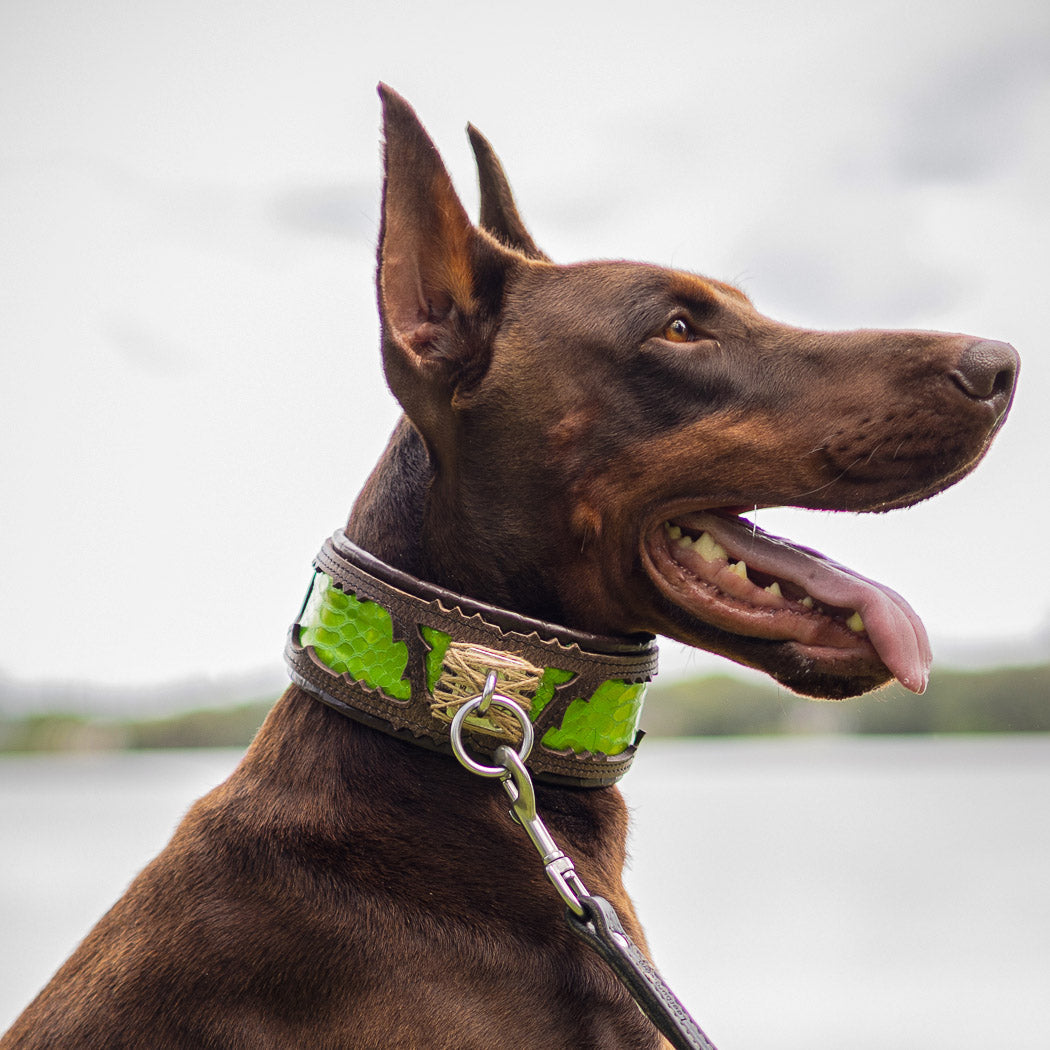The ''Venom'' collar by Bestia Dog Gear