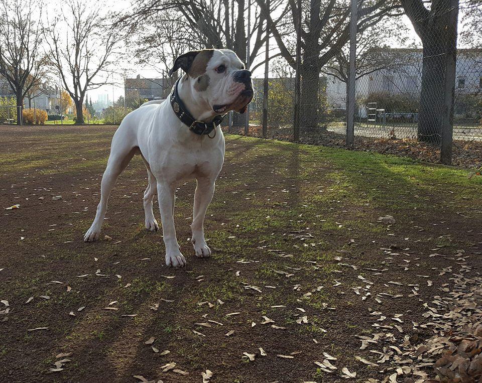 The "Maximus" collar 2.5 inch wide black & silver by Bestia Dog Gear
