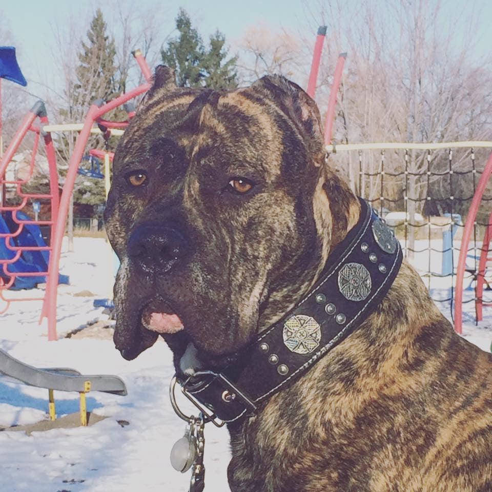 The "Maximus" collar 2.5 inch wide black & silver by Bestia Dog Gear