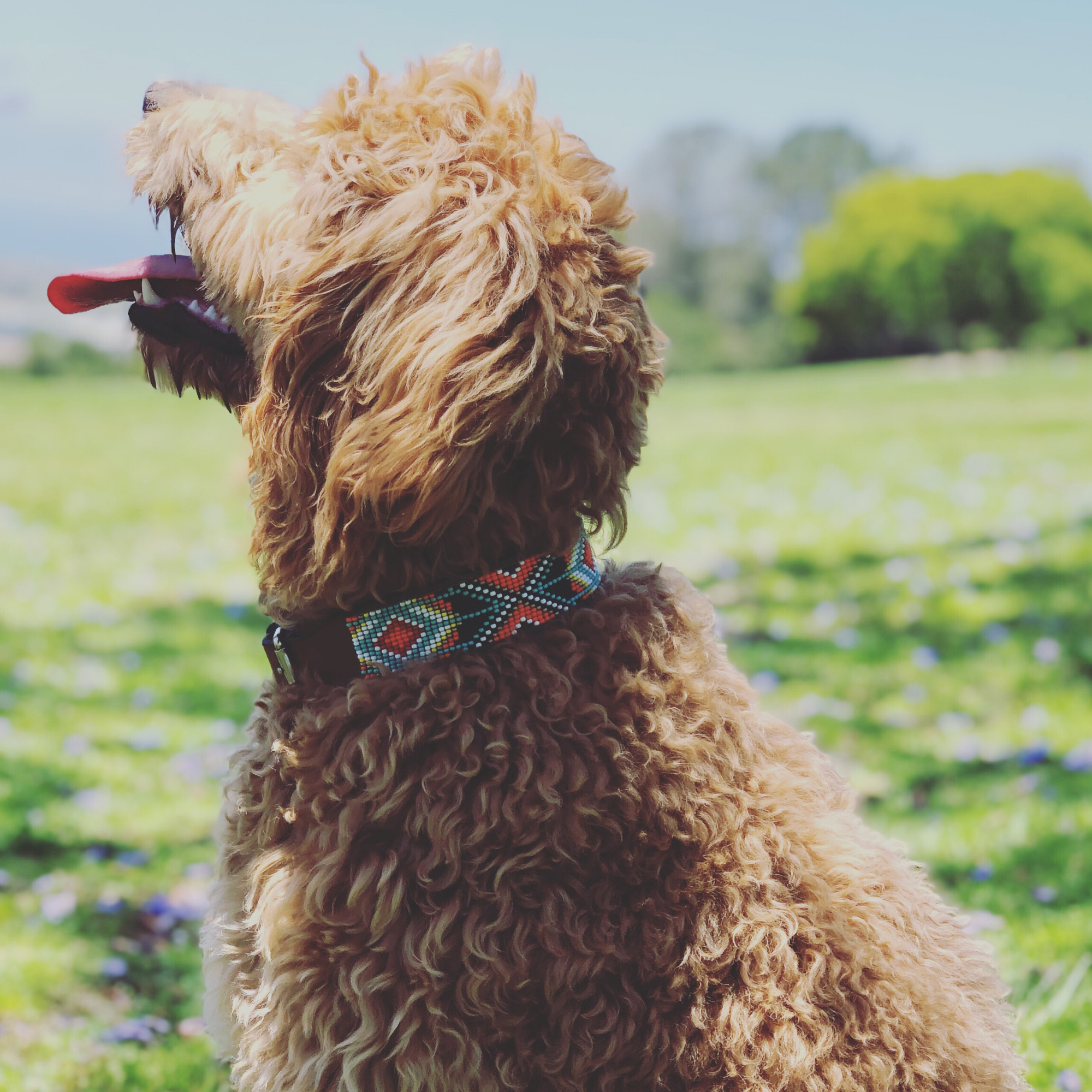 Biarritz Sambboho dog collar by Sambboho
