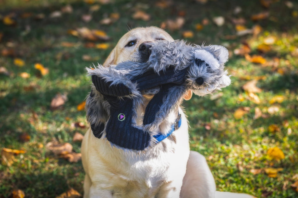 Redwood Raccoon X-Brace™ Plush Dog Toy by HuggleHounds