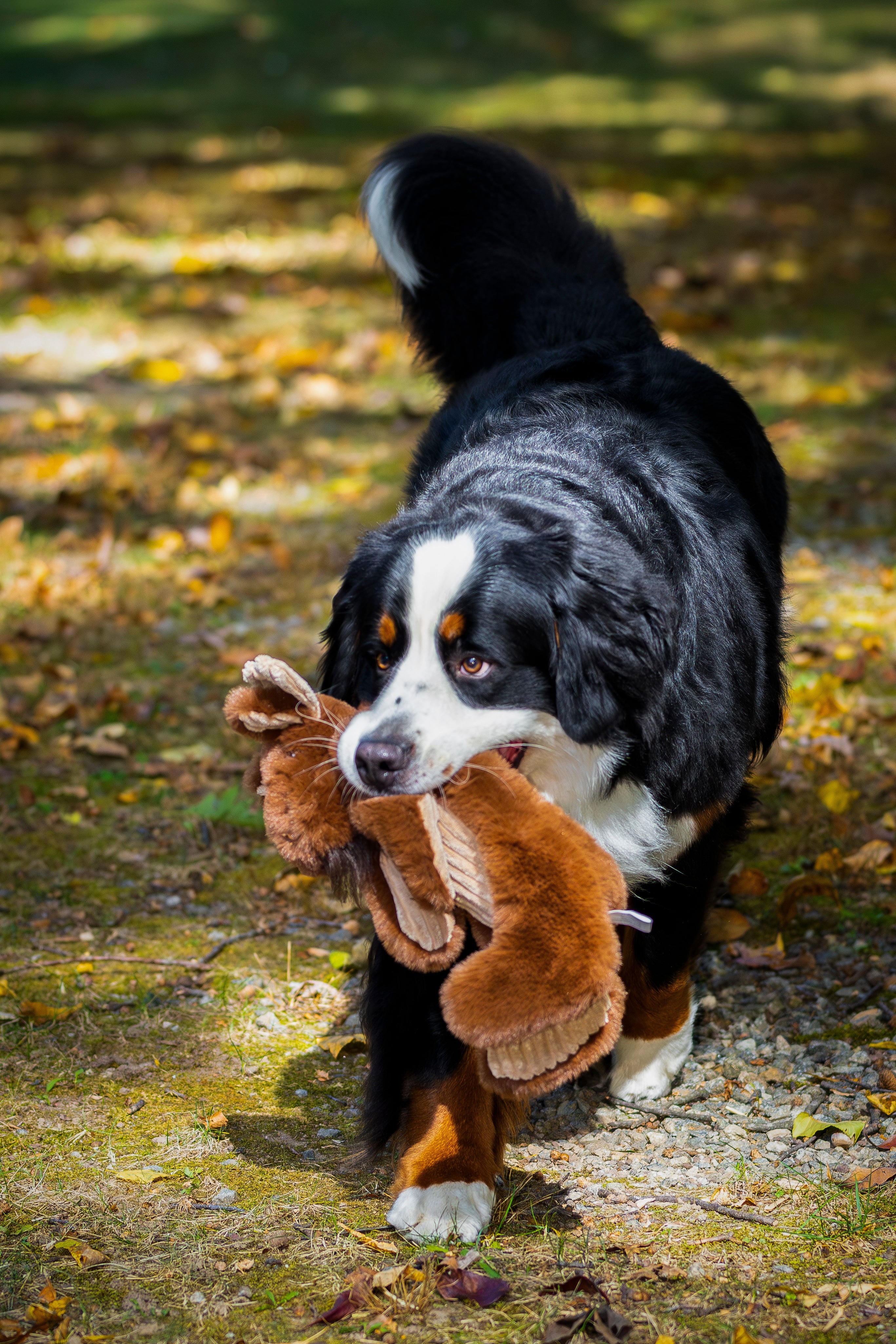 Maple Moose X-Brace™ Durable Plush Dog Toy by HuggleHounds