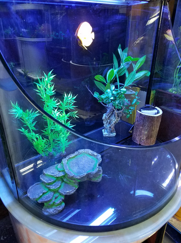 RARE AQUARIUM ITEM, CANYON VIEW EXTEND HALF CYLINDER 25 gallon. by Northeast Aquariums LLC