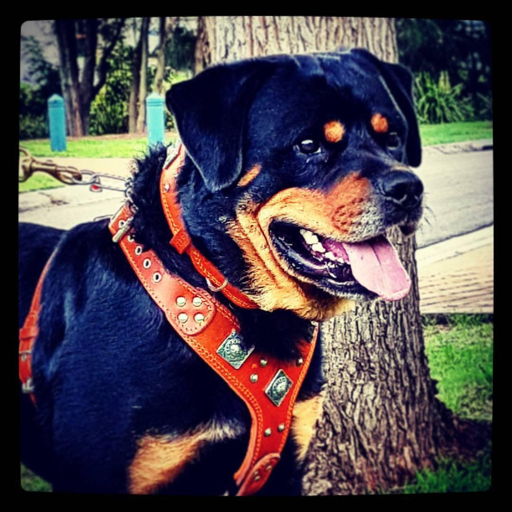 The "Eros" harness brown by Bestia Dog Gear