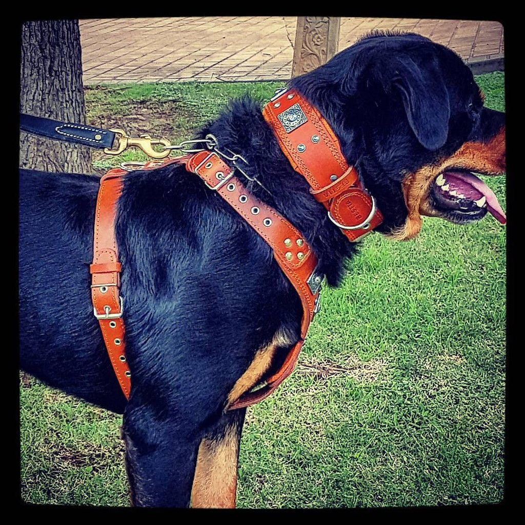 The "Eros" harness brown by Bestia Dog Gear