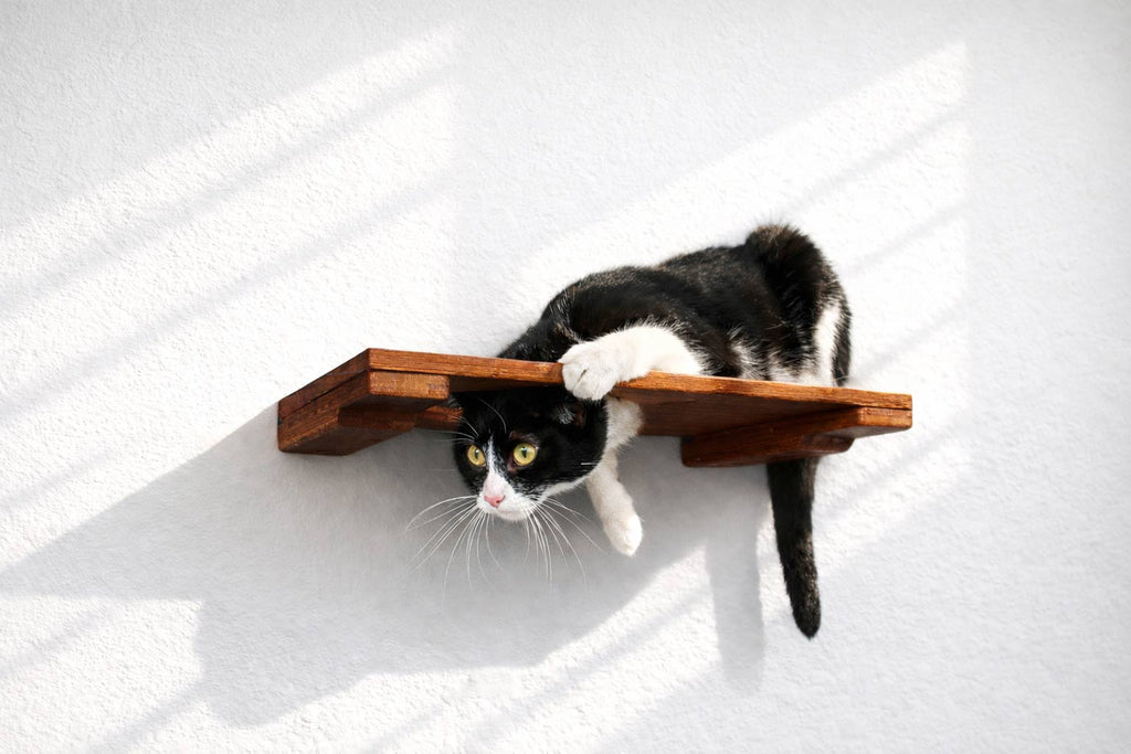 Wall Mounted Cat Shelf by Catastrophic Creations
