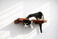 Wall Mounted Cat Shelf by Catastrophic Creations