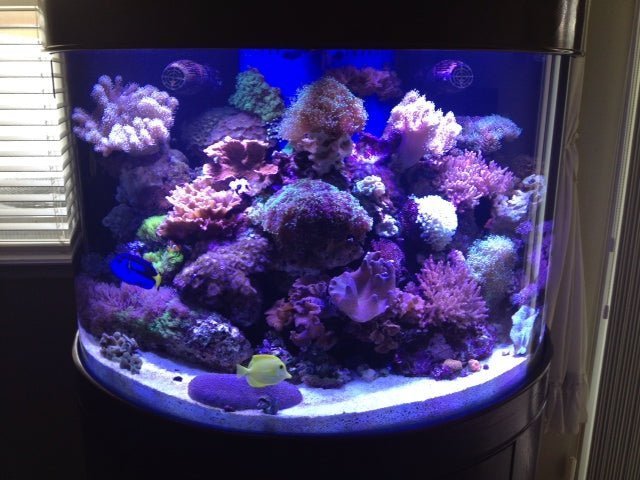 180 Gallon Half Cylinder Glass Reef-Ready Aquarium Set in Abyss Black by AQUA VIM