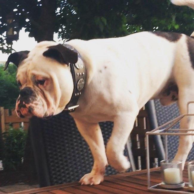 The "Maximus Silver" leash by Bestia Dog Gear