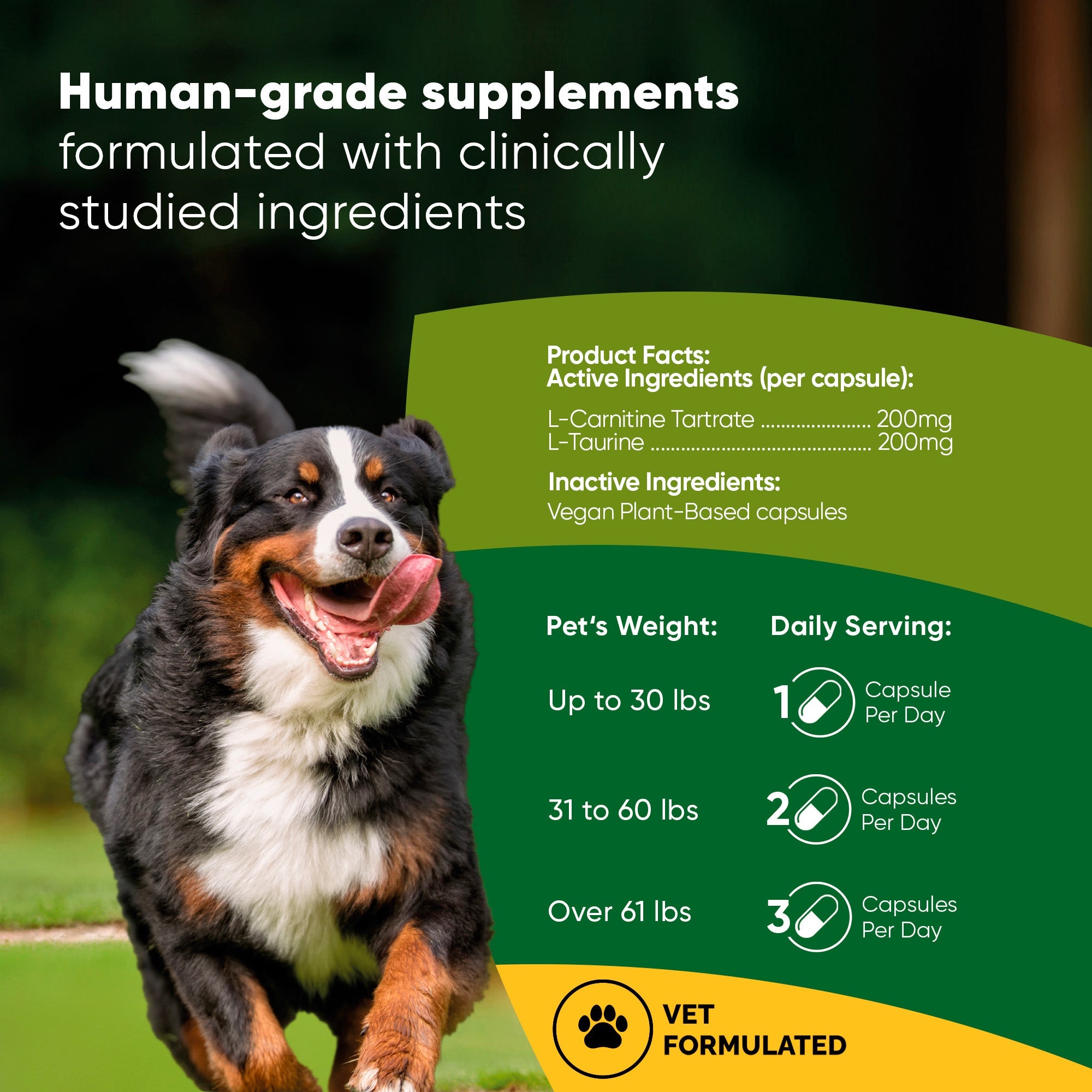 Cardio Support by Rooted Owl Pet Supplements