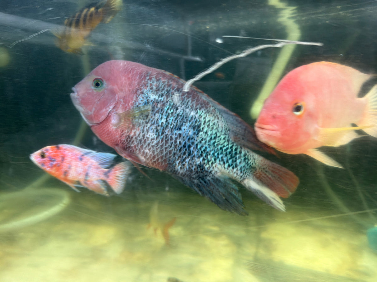Fenestratus Cichlid (Vieja fenestrata) by Danaqua Live Fish & More