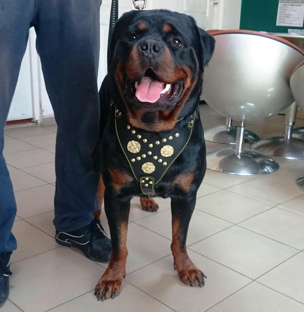 The "Maximus" harness black & gold by Bestia Dog Gear