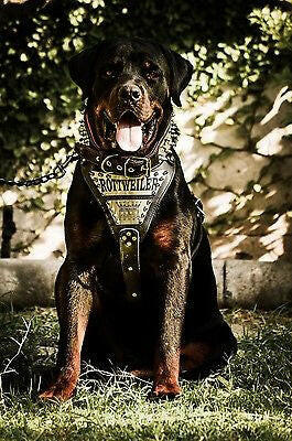 The "Metal" harness- Personalized! by Bestia Dog Gear