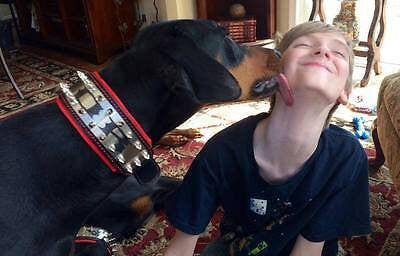 The "Metal" collar- personalized! by Bestia Dog Gear
