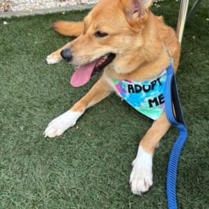 Adopt Me Tie Dye Dog Bandana Best Seller by Happy Tails Outfitters