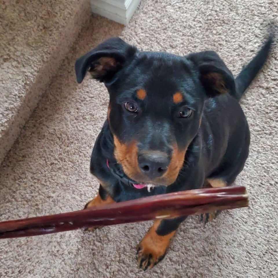 12 Inch Beef Jerky Stick by Bully Bunches