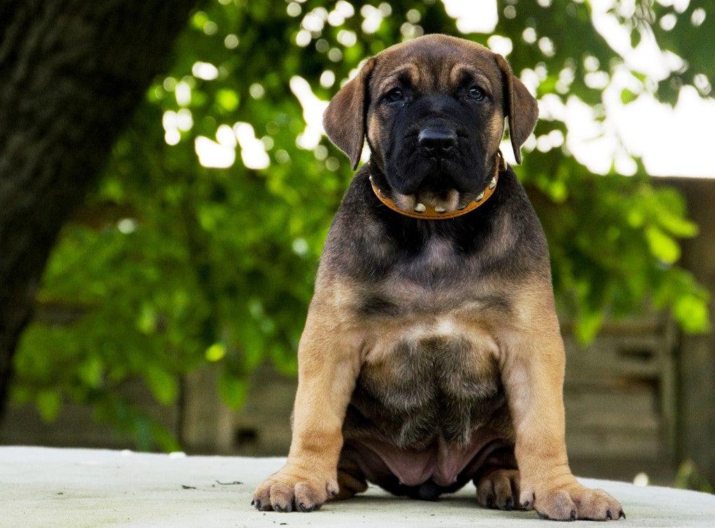 The "Superstar" puppy dog collar by Bestia Dog Gear