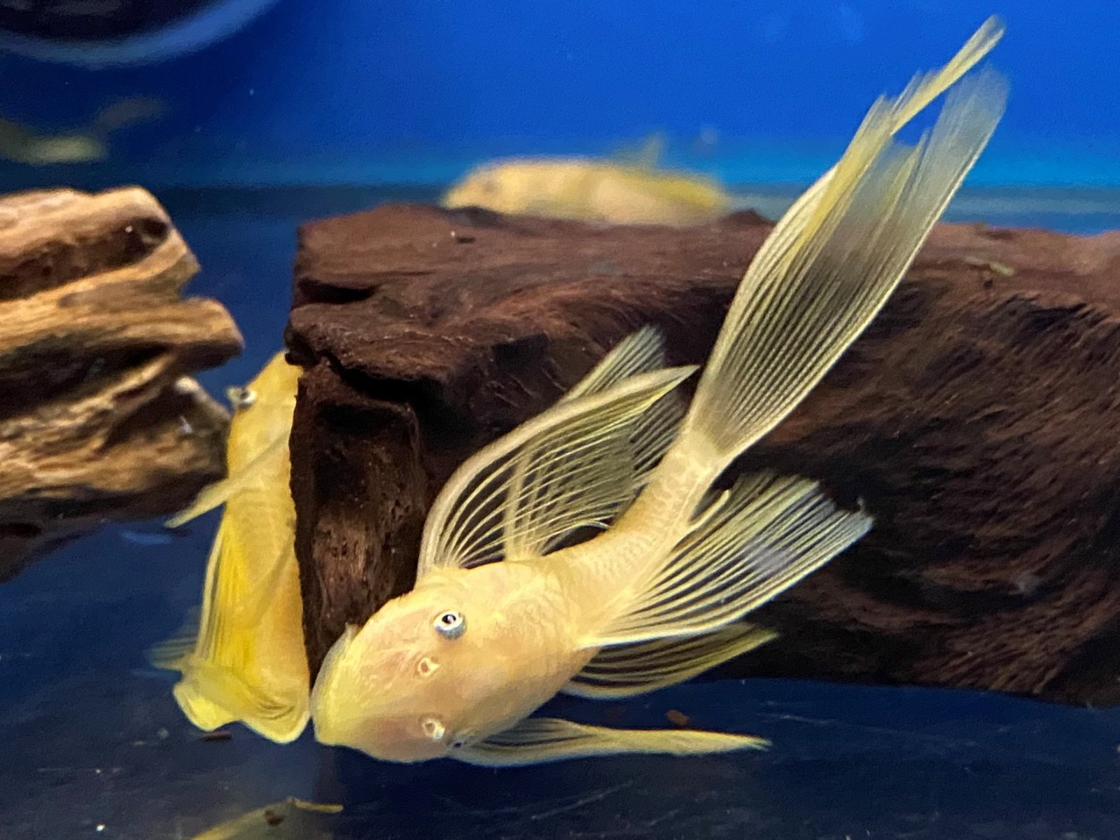 L144 Blue Eye Lemon Bristlenose Pleco (Ancistrus sp) by Danaqua Live Fish & More