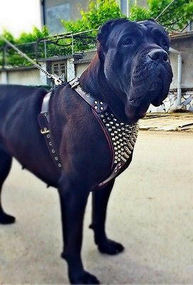The "Gladiator" harness by Bestia Dog Gear
