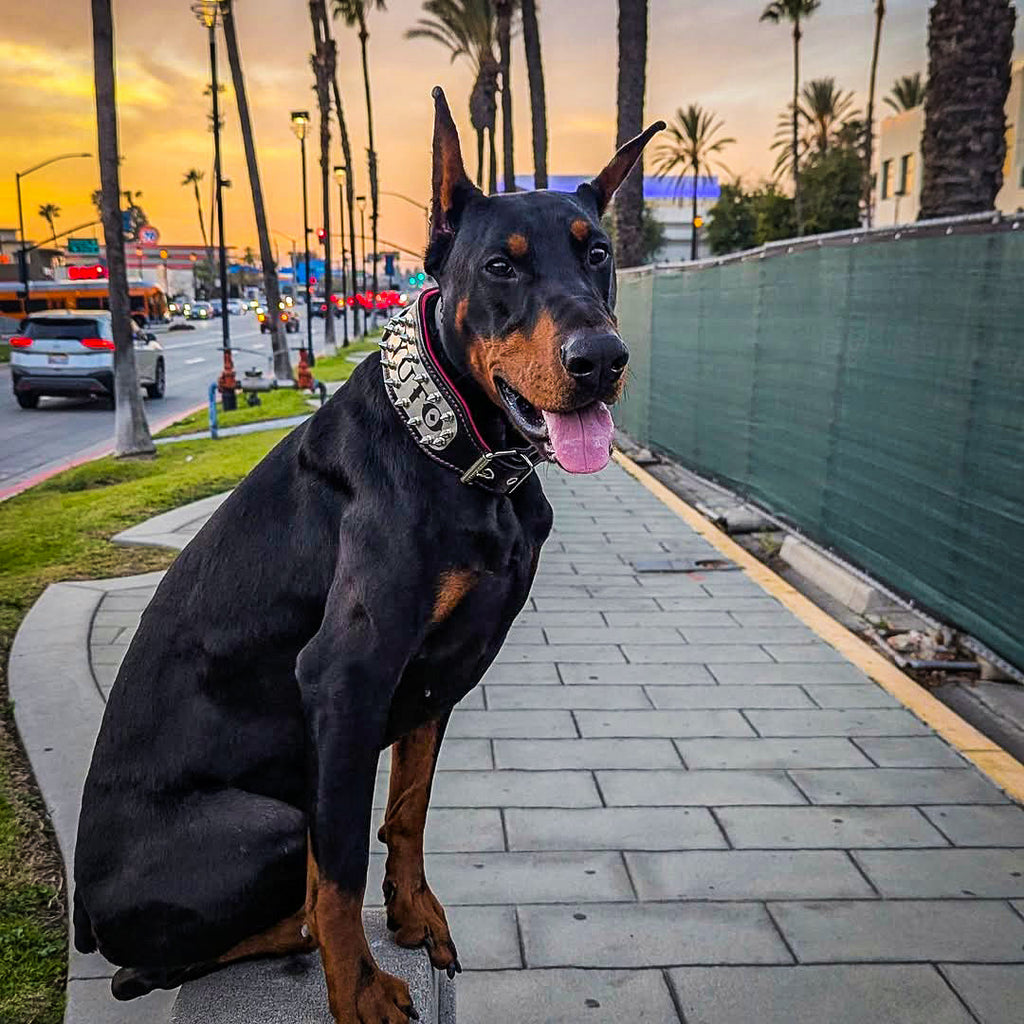 The "Kennel" collar- personalized! by Bestia Dog Gear