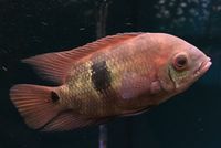 Emerald Cichlid (Chocolate Cichlid (Hypselecara temporalis) by Danaqua Live Fish & More