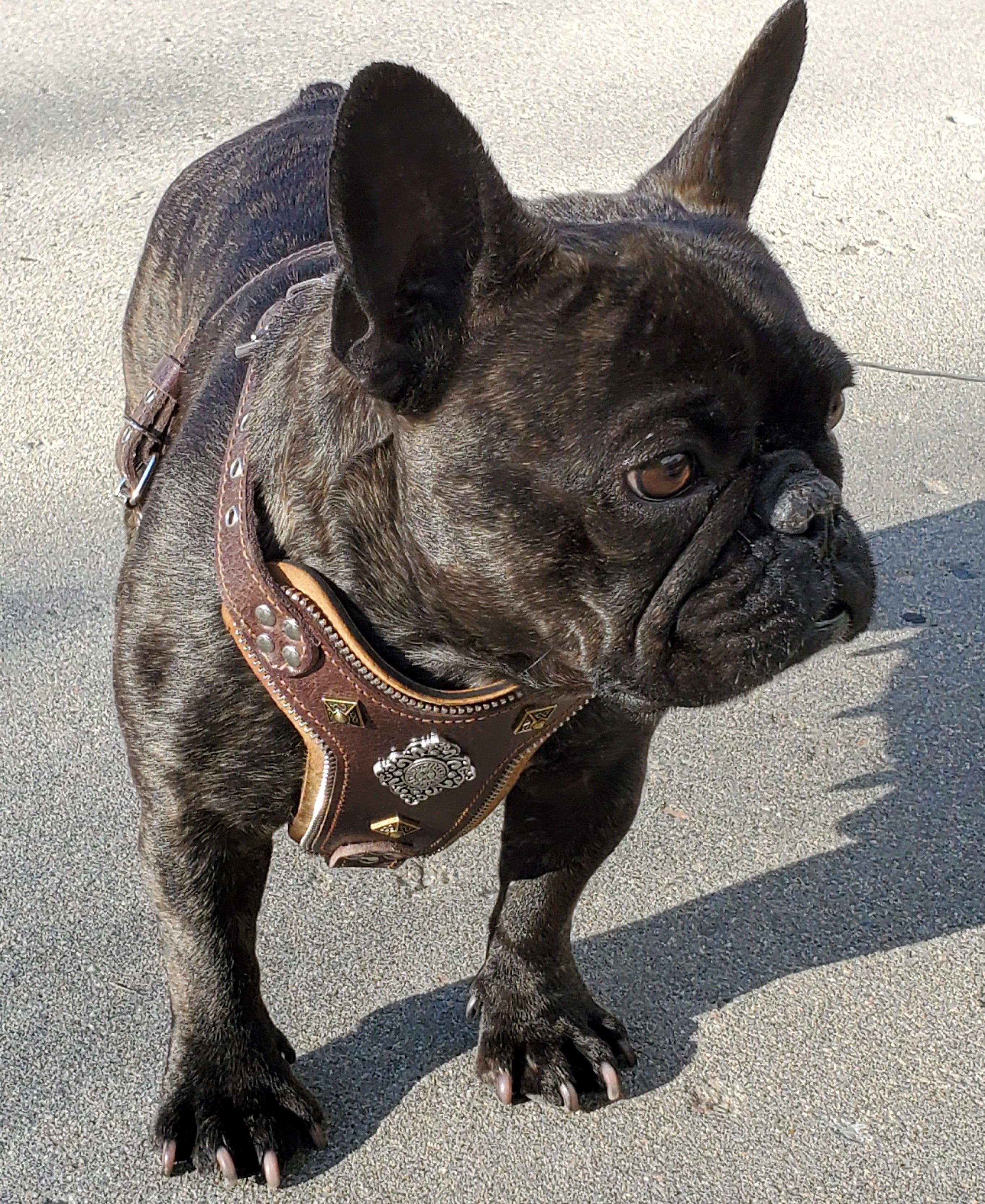 The ''Aztec'' harness Brown Small to Medium Size by Bestia Dog Gear