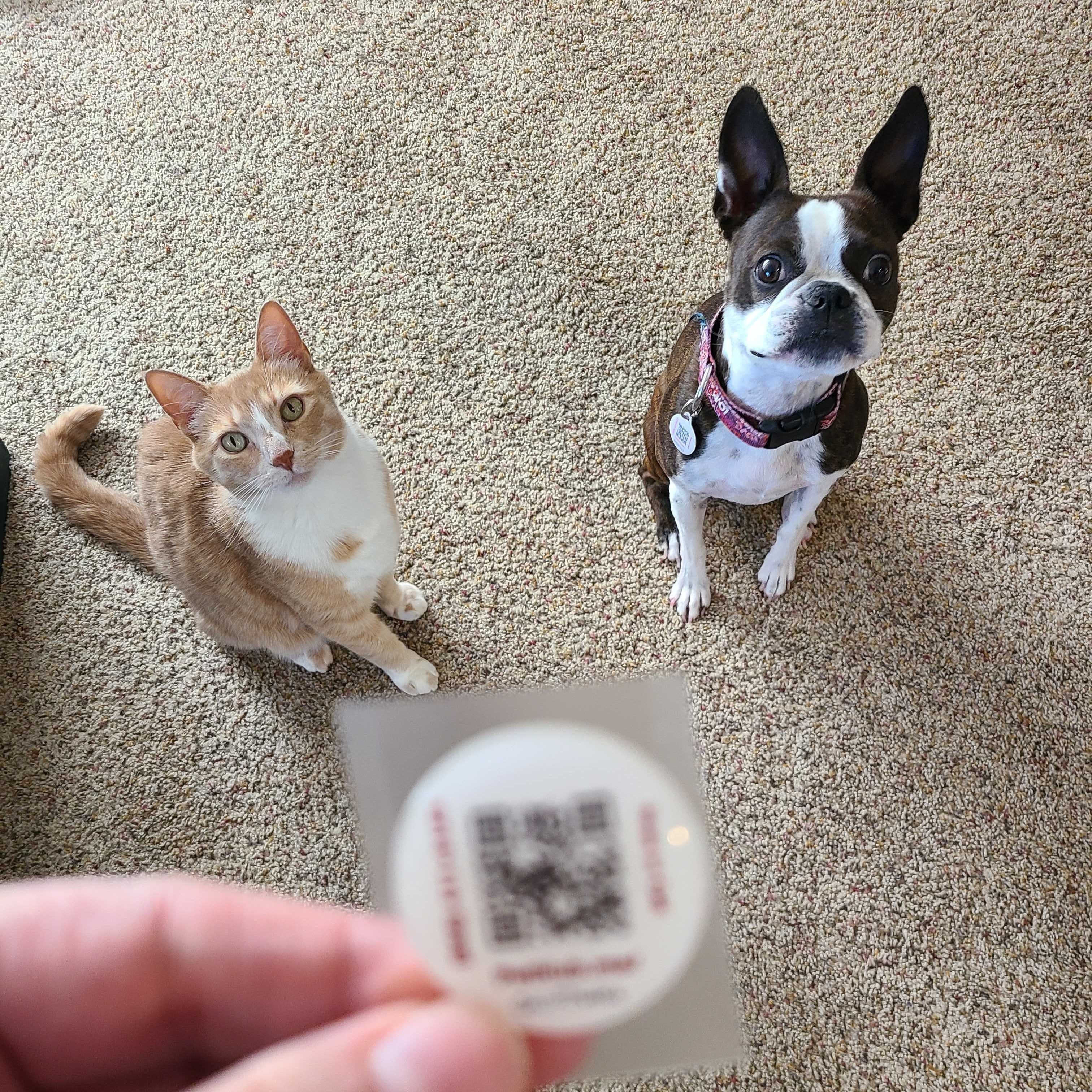 PetHub QR Pet ID Sticker – Upgrade Any Tag + Backup Pet Protection by PetHub